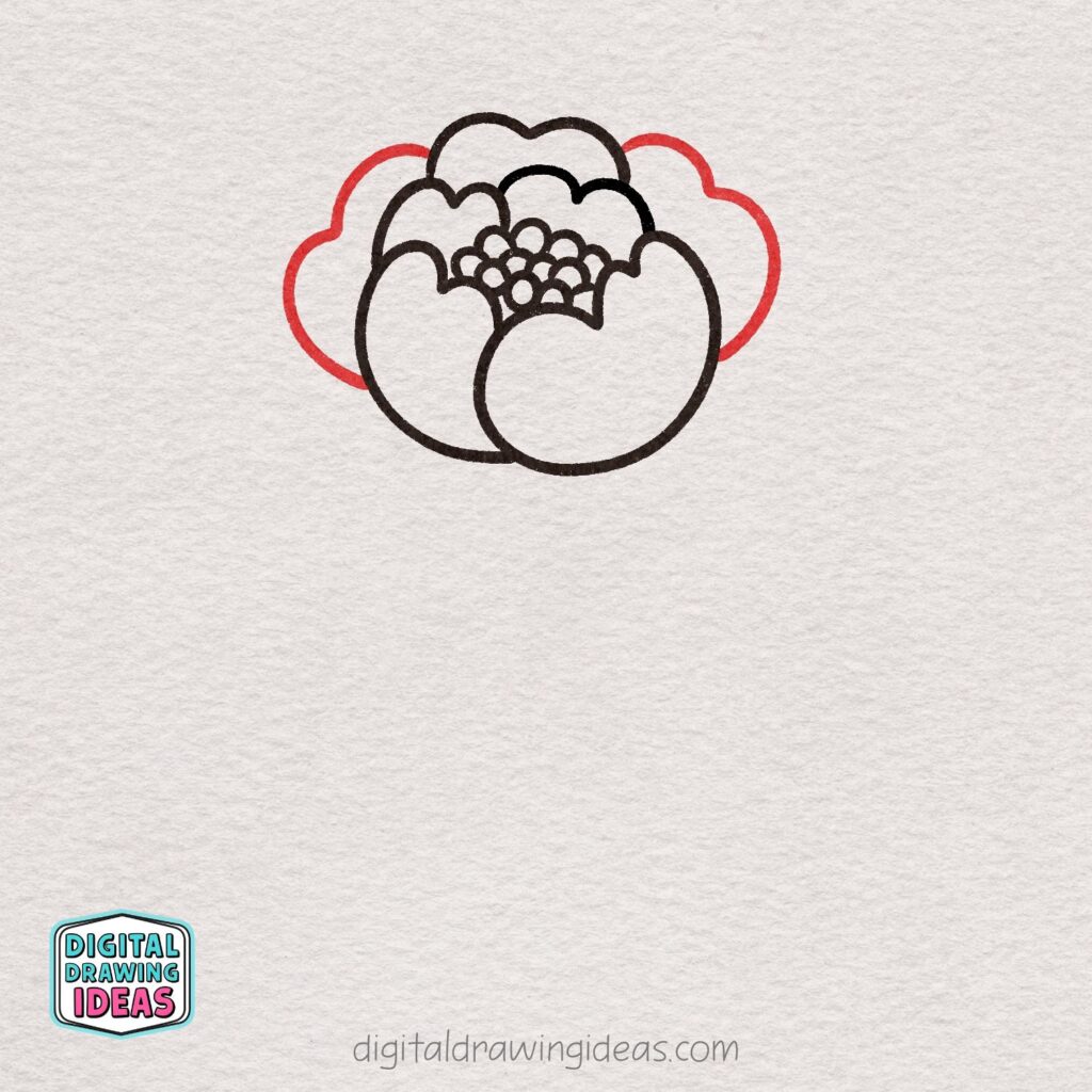 how to draw a peony flower - easy peony drawing